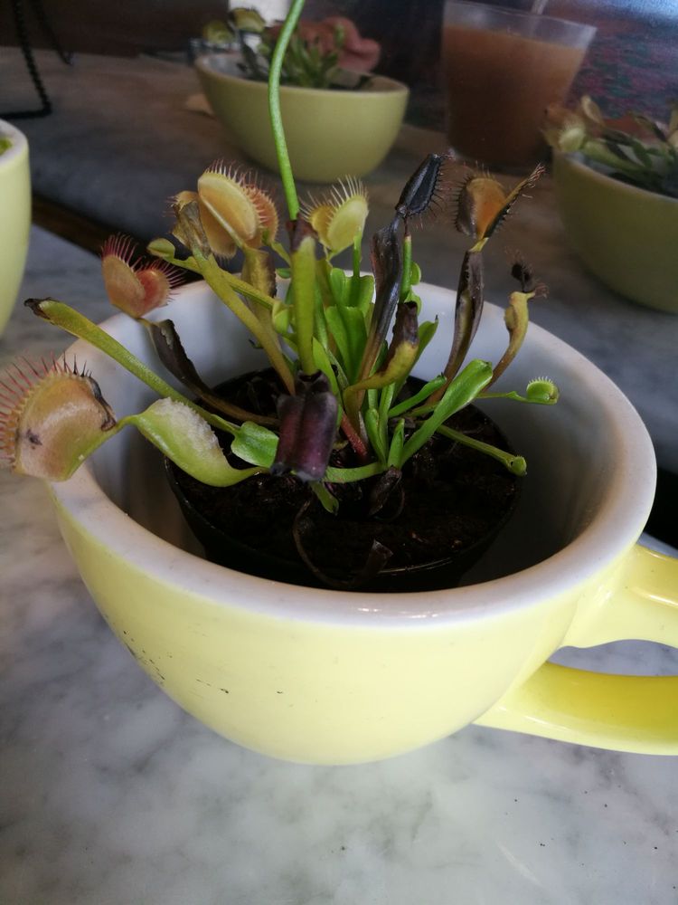 dandelion cafe bellaire photo